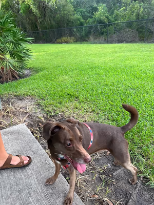 Barnett Dog Park photo 2